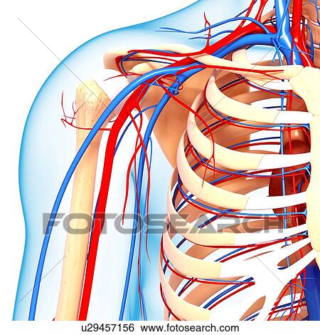 Shoulder anatomy, artwork View Large Illustration Stock Illustration - Shoulder anatomy, artwork. Fotosearch