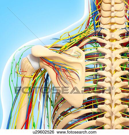 Stock Illustration - Shoulder anatomy, artwork. Fotosearch