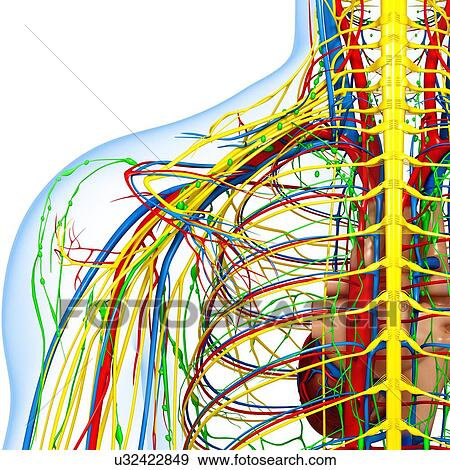 Stock Illustration - Shoulder anatomy, artwork. Fotosearch