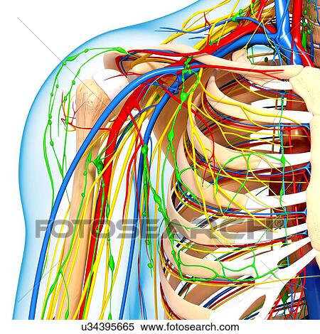 Stock Illustration - Shoulder anatomy, artwork. Fotosearch