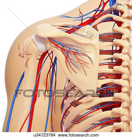 Shoulder anatomy, artwork View Large Illustration Stock Illustration - Shoulder anatomy, artwork. Fotosearch