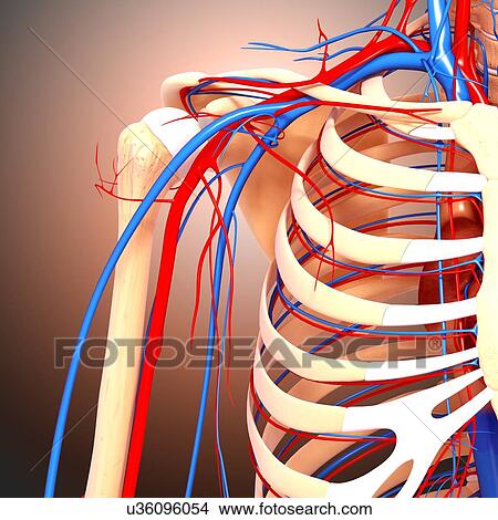 Stock Illustration - Shoulder anatomy, artwork. Fotosearch