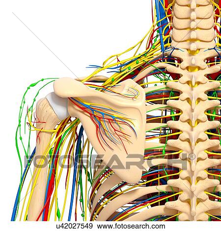 Stock Illustration - Shoulder anatomy, artwork. Fotosearch