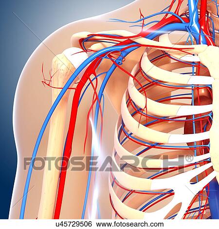Stock Illustration - Shoulder anatomy, artwork. Fotosearch