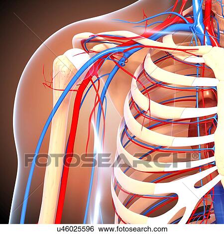 Shoulder anatomy, artwork View Large Illustration Stock Illustration - Shoulder anatomy, artwork. Fotosearch