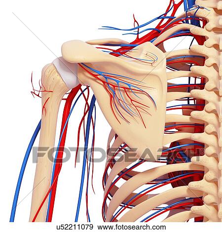 Stock Illustration - Shoulder anatomy, artwork. Fotosearch