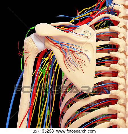 Shoulder anatomy, artwork View Large Illustration Stock Illustration - Shoulder anatomy, artwork. Fotosearch