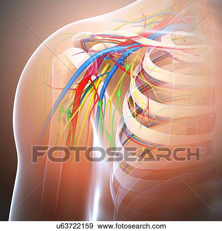 Shoulder anatomy, artwork View Large Illustration Stock Illustration - Shoulder anatomy, artwork. Fotosearch
