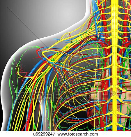 Shoulder anatomy, artwork View Large Illustration Stock Illustration - Shoulder anatomy, artwork. Fotosearch