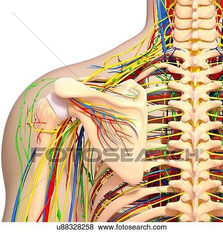Shoulder anatomy, artwork View Large Illustration Stock Illustration - Shoulder anatomy, artwork. Fotosearch