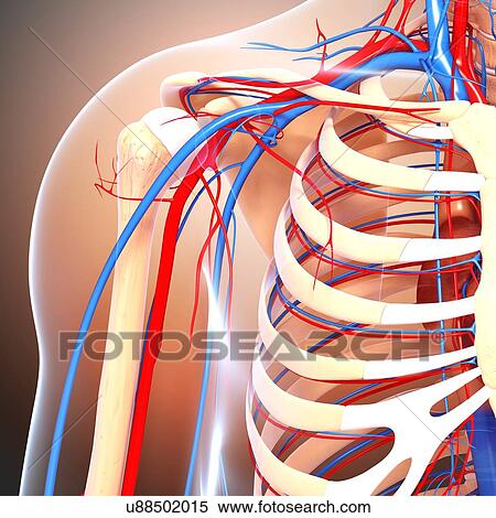 Stock Illustration - Shoulder anatomy, artwork. Fotosearch