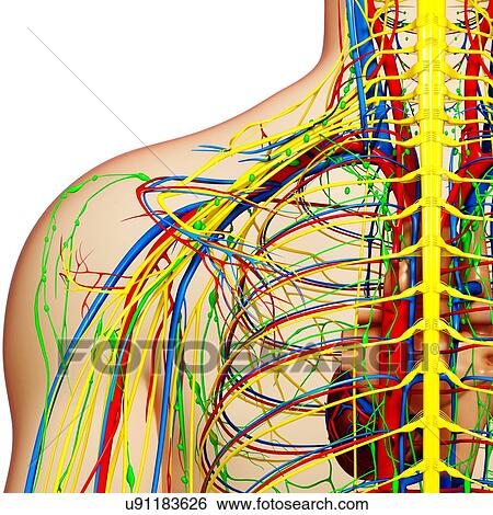 Shoulder anatomy, artwork View Large Illustration Stock Illustration - Shoulder anatomy, artwork. Fotosearch