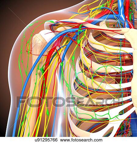 Shoulder anatomy, artwork View Large Illustration Stock Illustration - Shoulder anatomy, artwork. Fotosearch