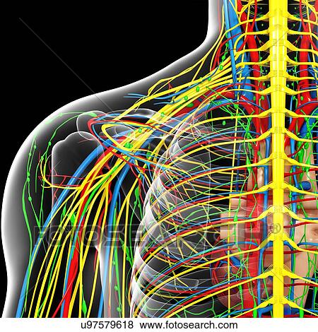 Stock Illustration - Shoulder anatomy, artwork. Fotosearch
