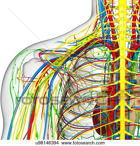 Shoulder anatomy, artwork View Large Illustration Stock Illustration - Shoulder anatomy, artwork. Fotosearch