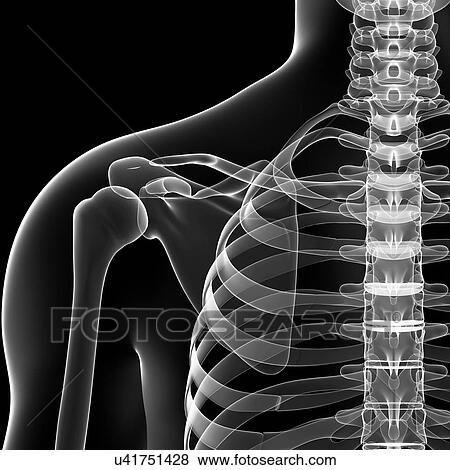 Shoulder bones, artwork View Large Illustration Stock Illustration - Shoulder bones, artwork. Fotosearch