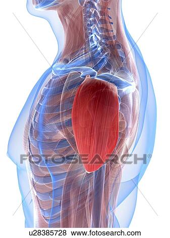 Shoulder muscle, artwork View Large Illustration Stock Illustration - Shoulder muscle, artwork. Fotosearch