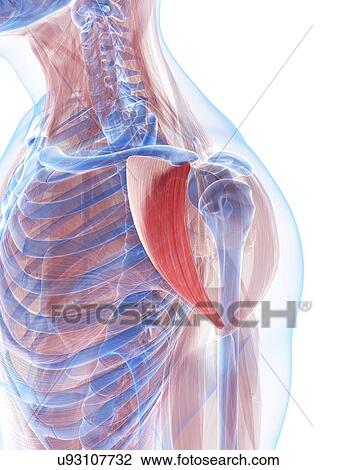 Shoulder muscles, artwork View Large Illustration Drawing - Shoulder muscles, artwork. Fotosearch