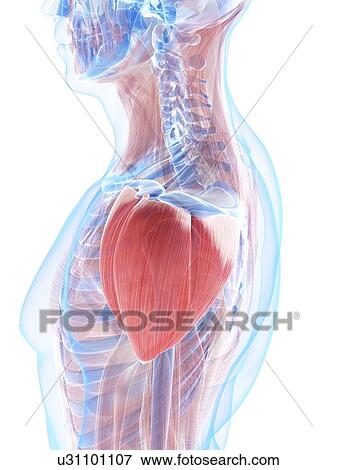 Stock Illustration - Shoulder muscles, artwork. Fotosearch
