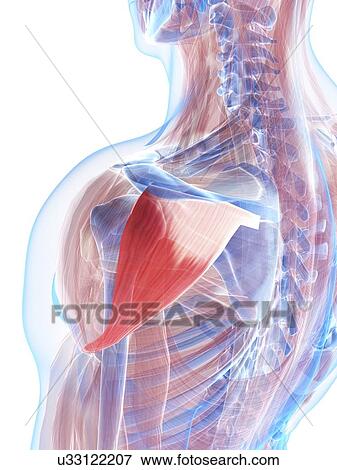 Shoulder muscles, artwork View Large Illustration Stock Illustration - Shoulder muscles, artwork. Fotosearch