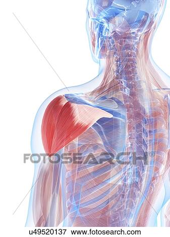 Shoulder muscles, artwork View Large Illustration Stock Illustration - Shoulder muscles, artwork. Fotosearch