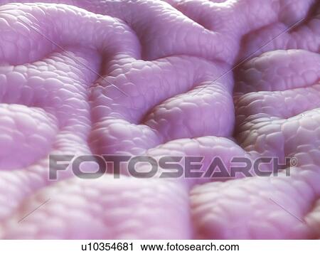 Clip Art - Stomach lining, artwork. Fotosearch
