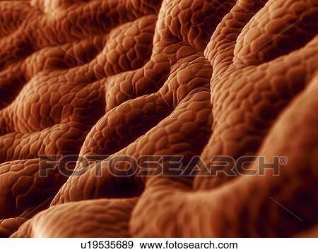 Stock Illustration - Stomach lining, artwork. Fotosearch