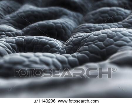 Stock Illustration - Stomach lining, artwork. Fotosearch