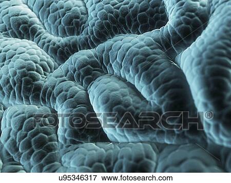 Stomach lining, artwork View Large Illustration Stock Illustration - Stomach lining, artwork. Fotosearch