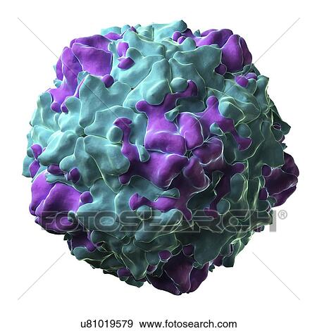 Stock Illustration - Swine vesicular disease virus particle. Fotosearch