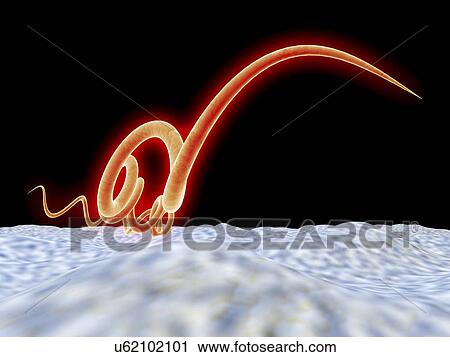 Syphilis bacteria, artwork View Large Illustration Clip Art - Syphilis bacteria, artwork. Fotosearch