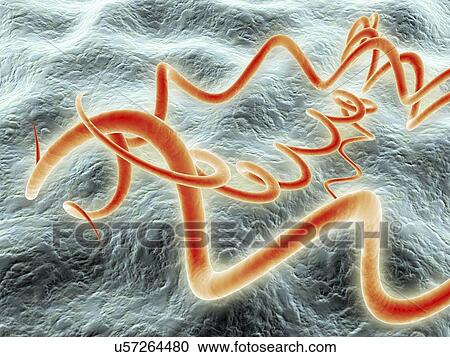 Clipart - Syphilis bacteria, artwork. Fotosearch