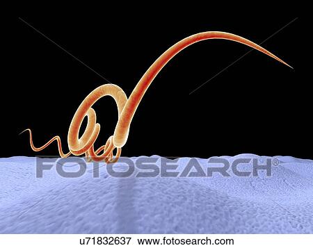 Syphilis bacteria, artwork View Large Illustration Stock Illustration - Syphilis bacteria, artwork. Fotosearch