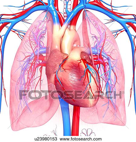 Système cardio-vasculaire, typon Dessin | u23980153 | Fotosearch