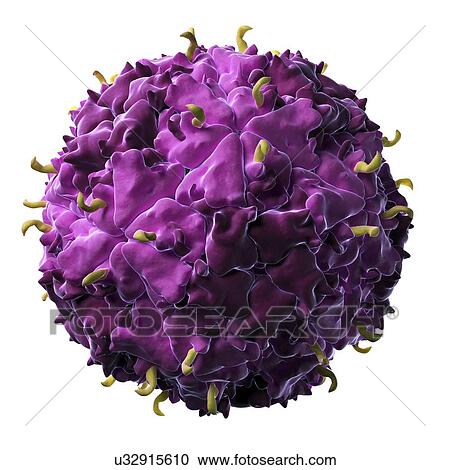 Clipart - Theiler's murine encephalomyelitis virus. Fotosearch