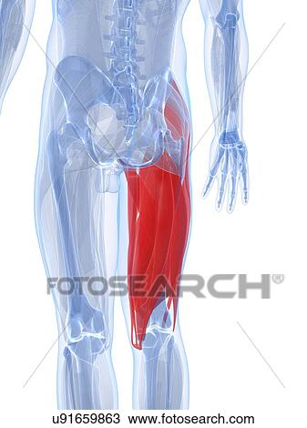 Thigh muscles, artwork View Large Illustration Drawing - Thigh muscles, artwork. Fotosearch