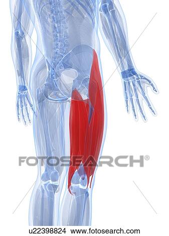 Stock Illustration - Thigh muscles, artwork. Fotosearch