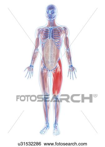 Thigh muscles, artwork View Large Illustration Stock Illustration - Thigh muscles, artwork. Fotosearch