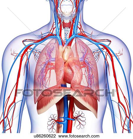 Anatomia Del Torace Artwork Foto Stock Alamy