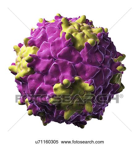 Triatoma virus particle View Large Illustration Stock Illustration - Triatoma virus particle. Fotosearch
