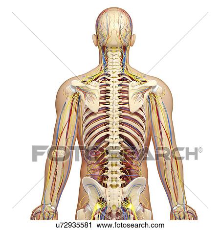 Upper body anatomy, artwork View Large Illustration Clip Art - Upper body anatomy, artwork. Fotosearch