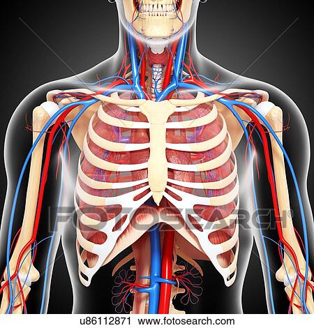 Upper Body Anatomy Artwork Clip Art U86112871 Fotosearch