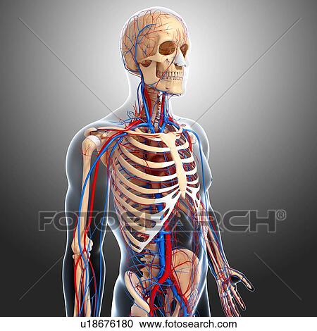 Upper body anatomy, artwork View Large Illustration Clipart - Upper body anatomy, artwork. Fotosearch