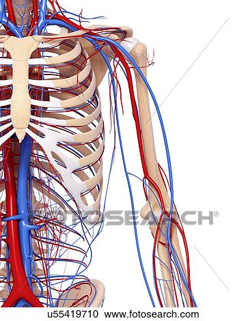 Upper body anatomy, artwork View Large Illustration Clipart - Upper body anatomy, artwork. Fotosearch