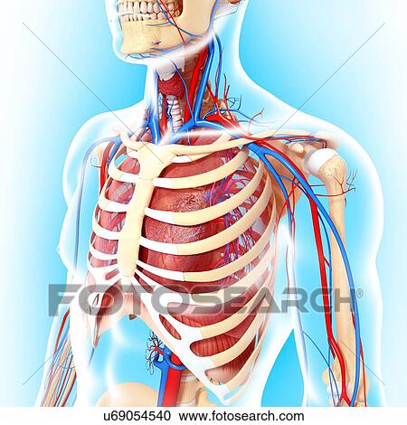 Clipart - Upper body anatomy, artwork. Fotosearch