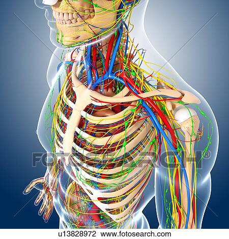 Upper body anatomy, artwork View Large Illustration Drawing - Upper body anatomy, artwork. Fotosearch