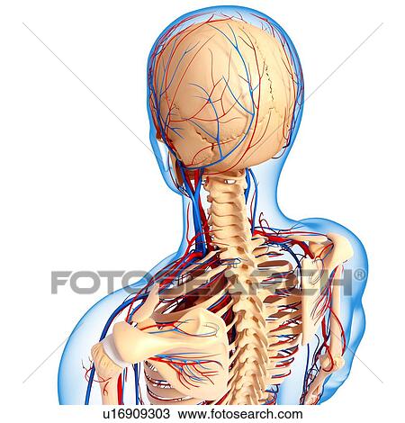 Upper body anatomy, artwork View Large Illustration Drawing - Upper body anatomy, artwork. Fotosearch