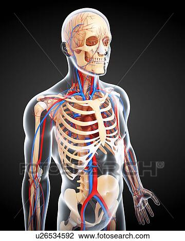 Upper body anatomy, artwork View Large Illustration Drawing - Upper body anatomy, artwork. Fotosearch