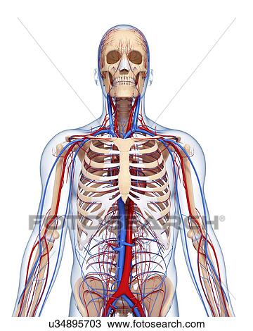 Male Upper Torso Anatomy : Male Upper Body Anatomy And ...