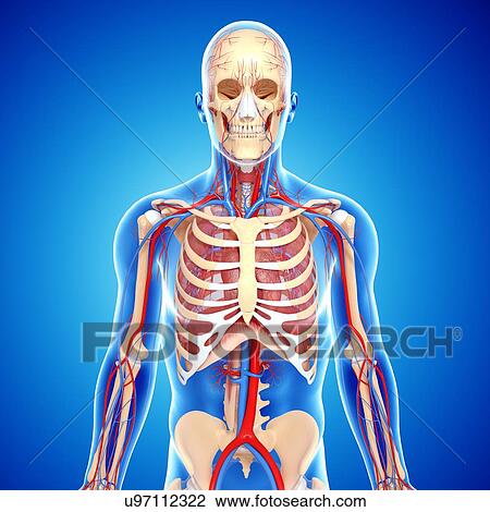 Drawing - Upper body anatomy, artwork. Fotosearch